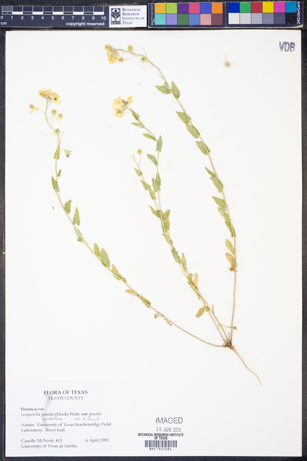 Lesquerella grandiflora image