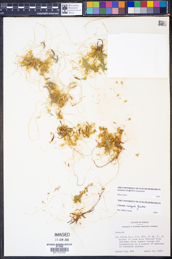 Cuscuta runyonii image