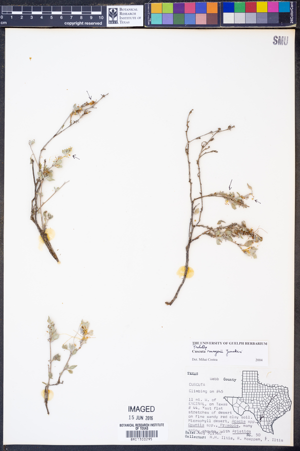 Cuscuta runyonii image