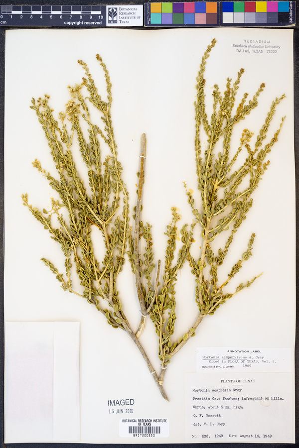 Mortonia sempervirens image