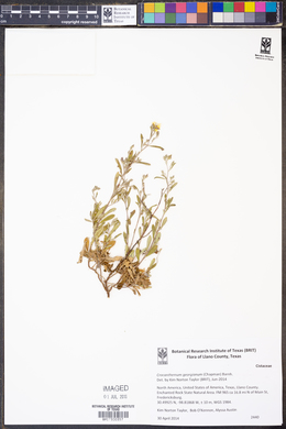 Image of Crocanthemum georgianum