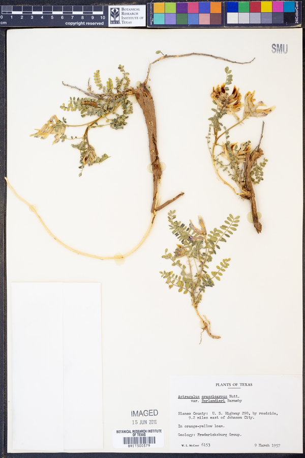 Astragalus crassicarpus var. berlandieri image