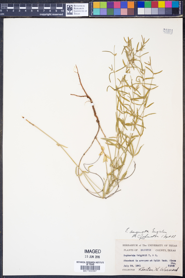 Euphorbia angusta image
