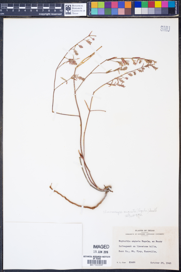 Chamaesyce angusta image