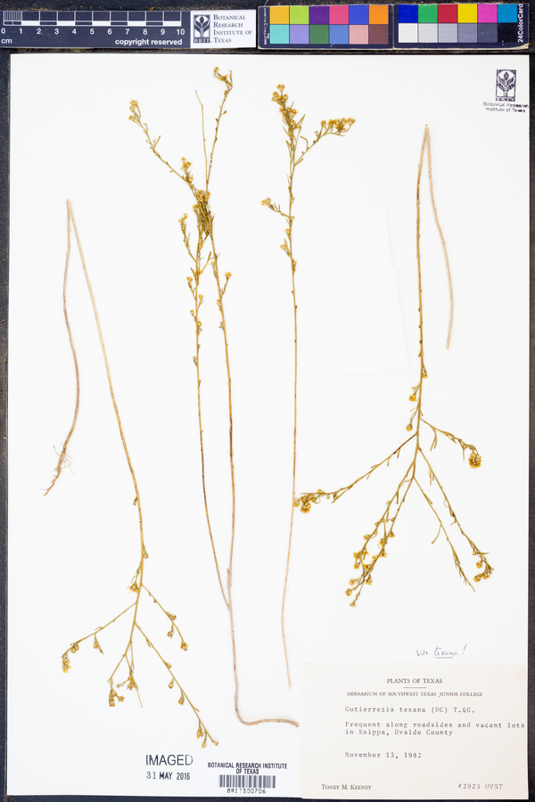 Gutierrezia texana var. texana image