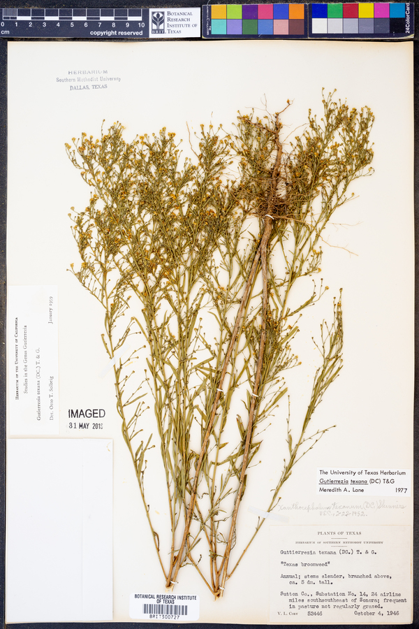 Gutierrezia texana image