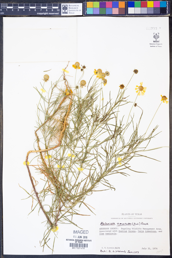 Helenium amarum image