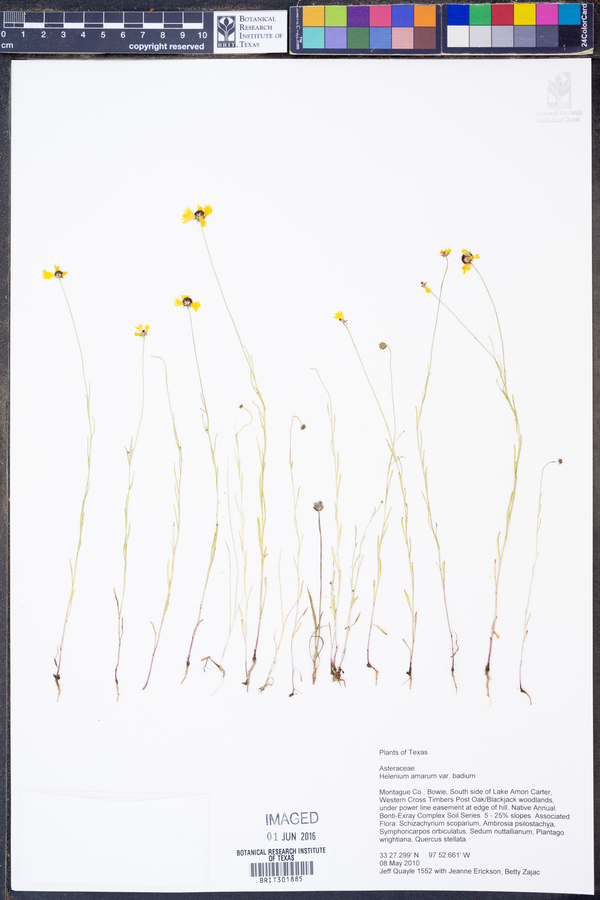 Helenium amarum var. badium image