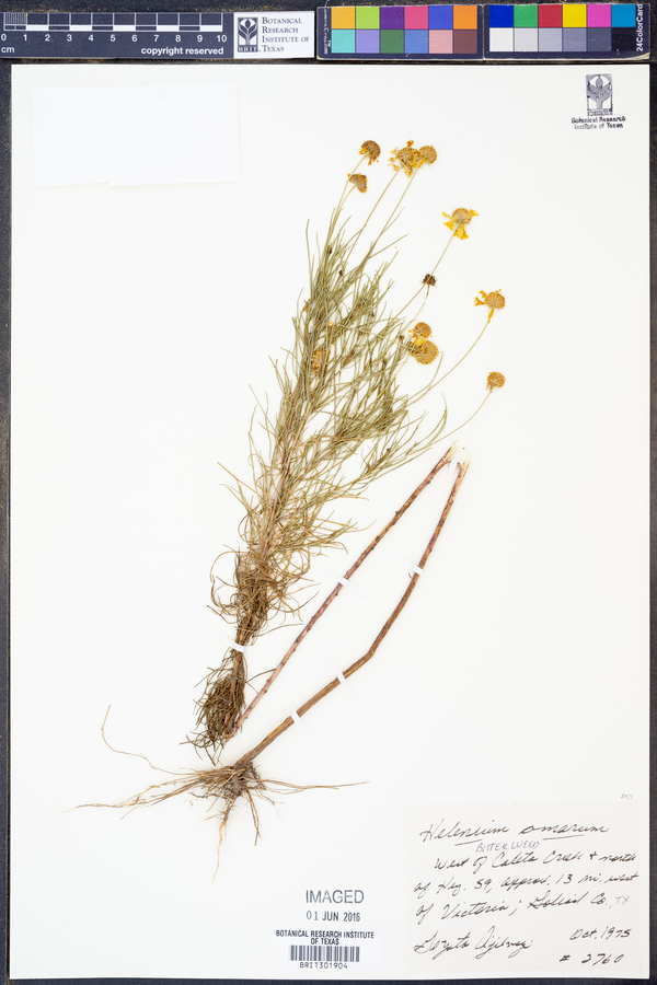 Helenium amarum image