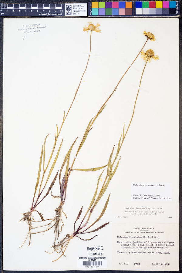 Helenium drummondii image