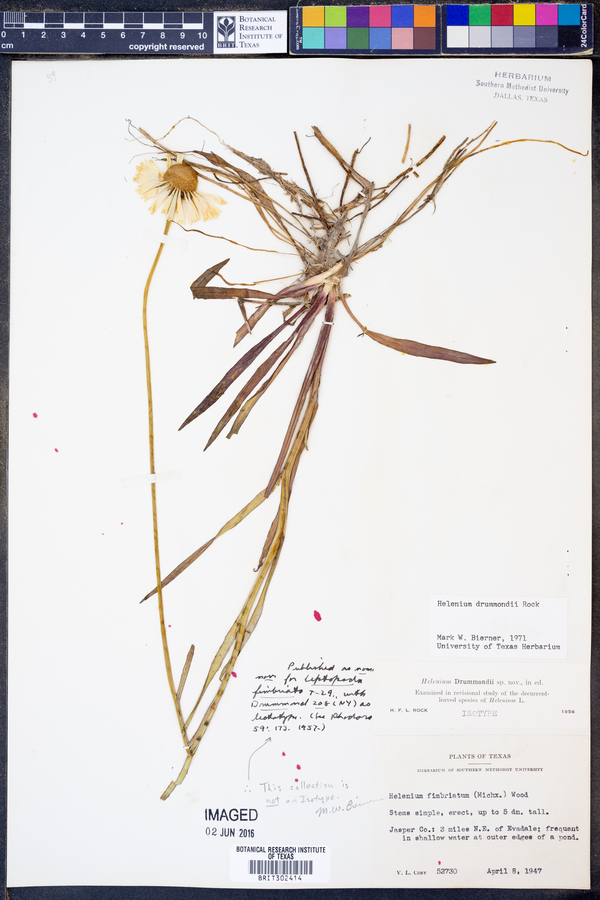 Helenium drummondii image