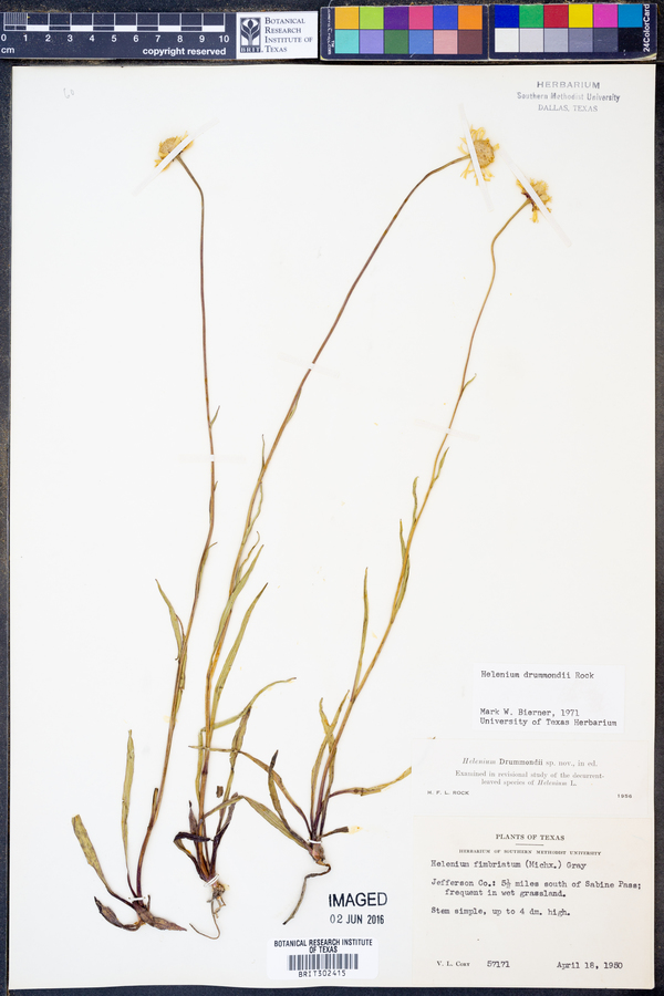 Helenium drummondii image