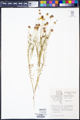 Helenium amarum image