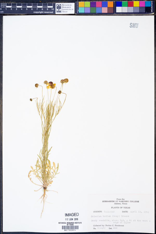 Helenium amarum image