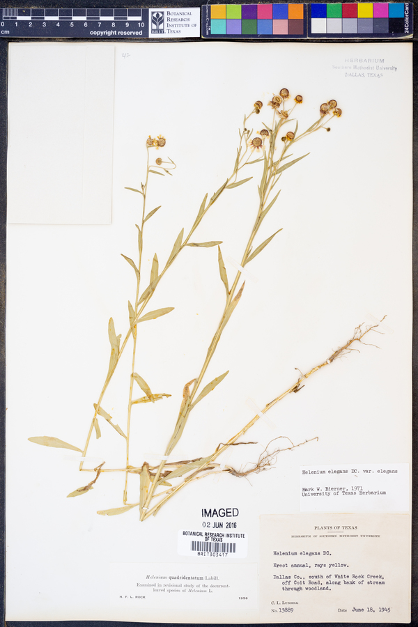Helenium elegans image