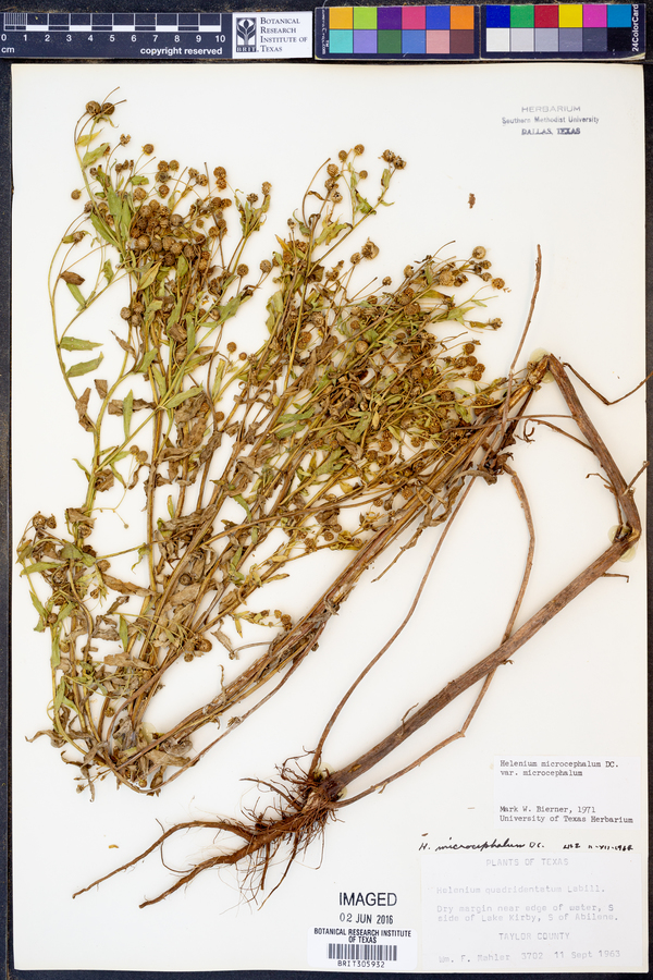 Helenium microcephalum image