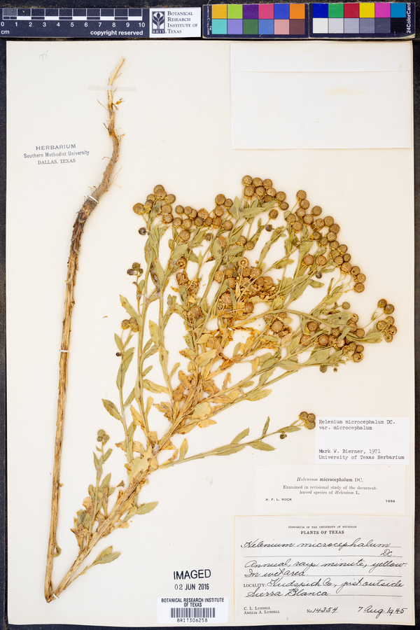 Helenium microcephalum image