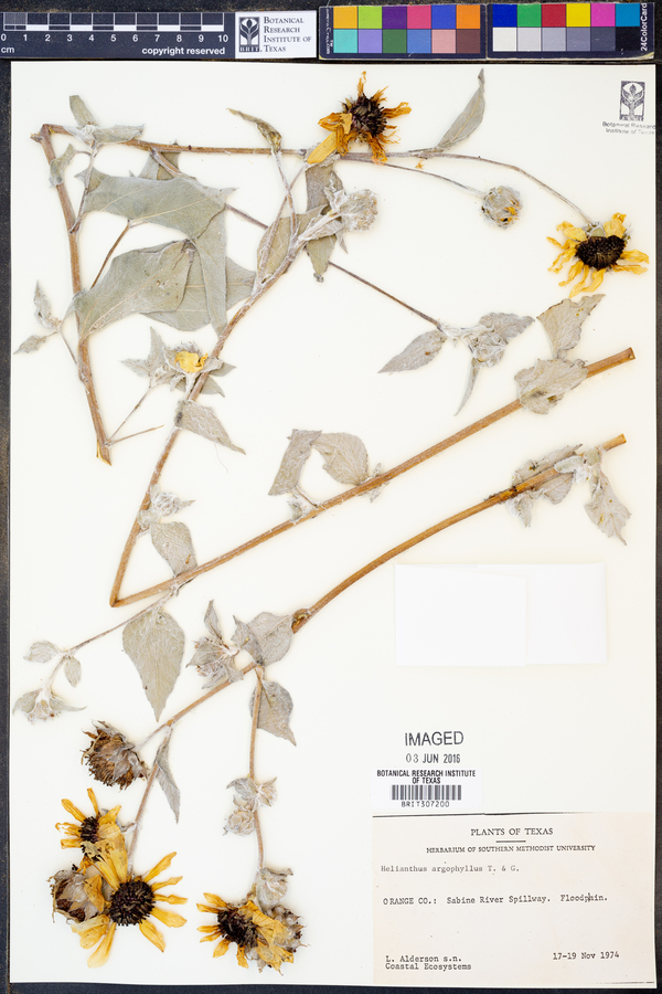 Helianthus argophyllus image