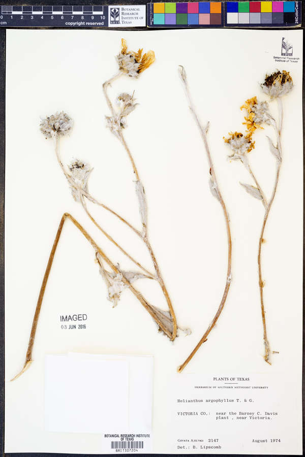 Helianthus argophyllus image