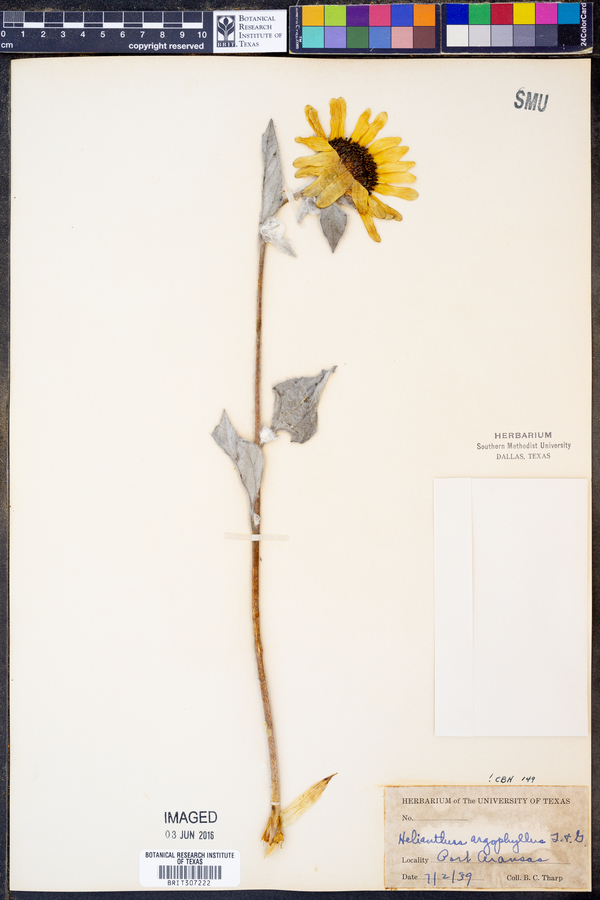 Helianthus argophyllus image