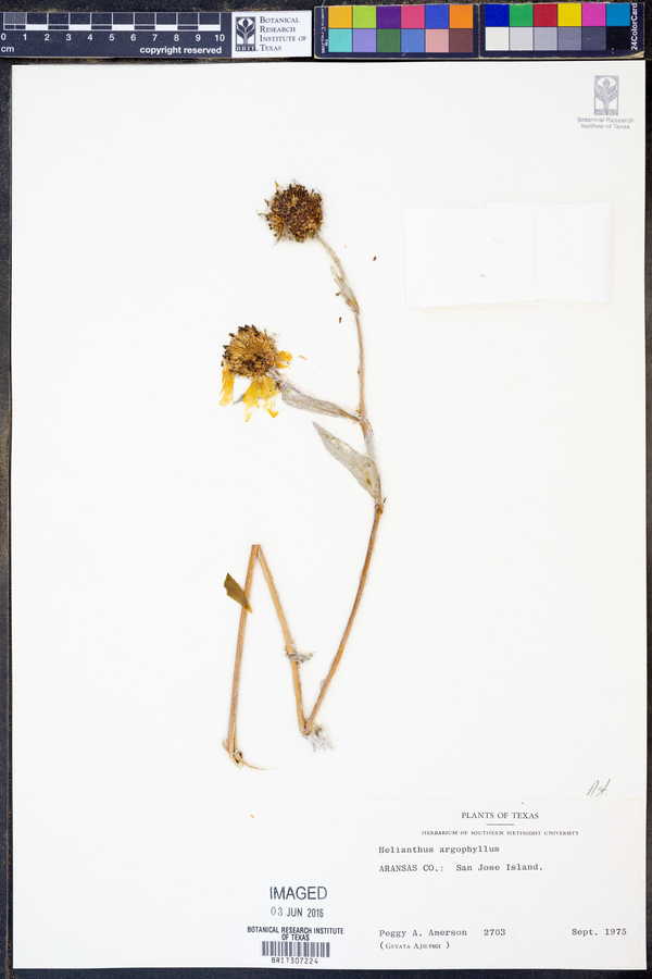 Helianthus argophyllus image