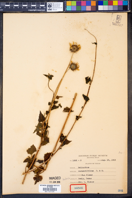 Helianthus cucumerifolius image