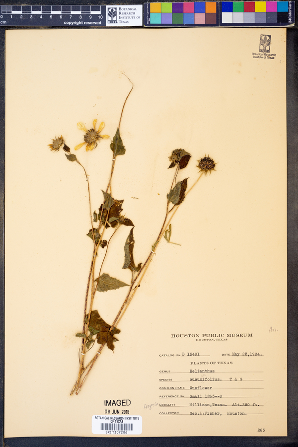 Helianthus cucumerifolius image