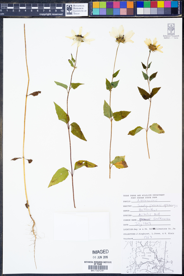 Helianthus debilis image