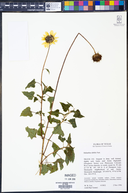 Helianthus debilis image