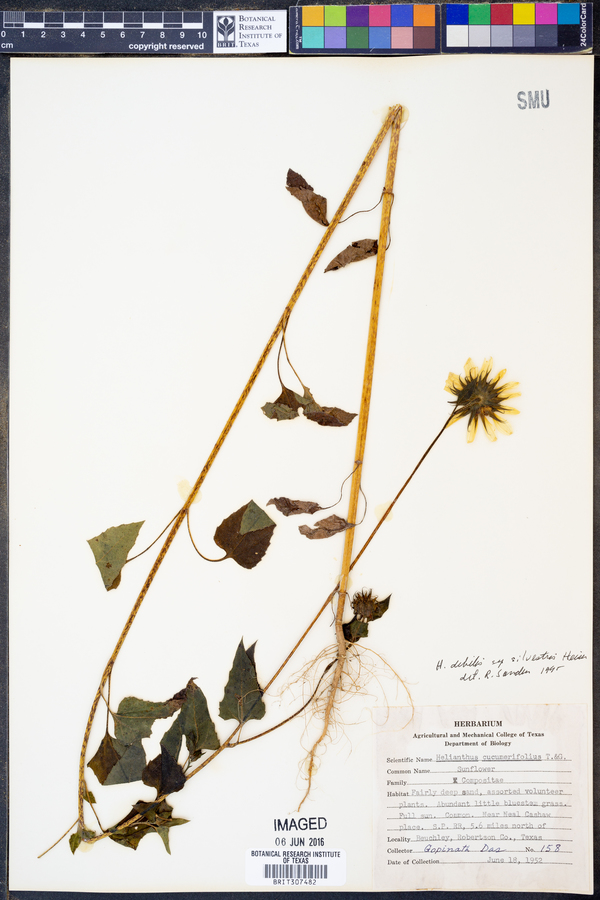 Helianthus debilis subsp. silvestris image