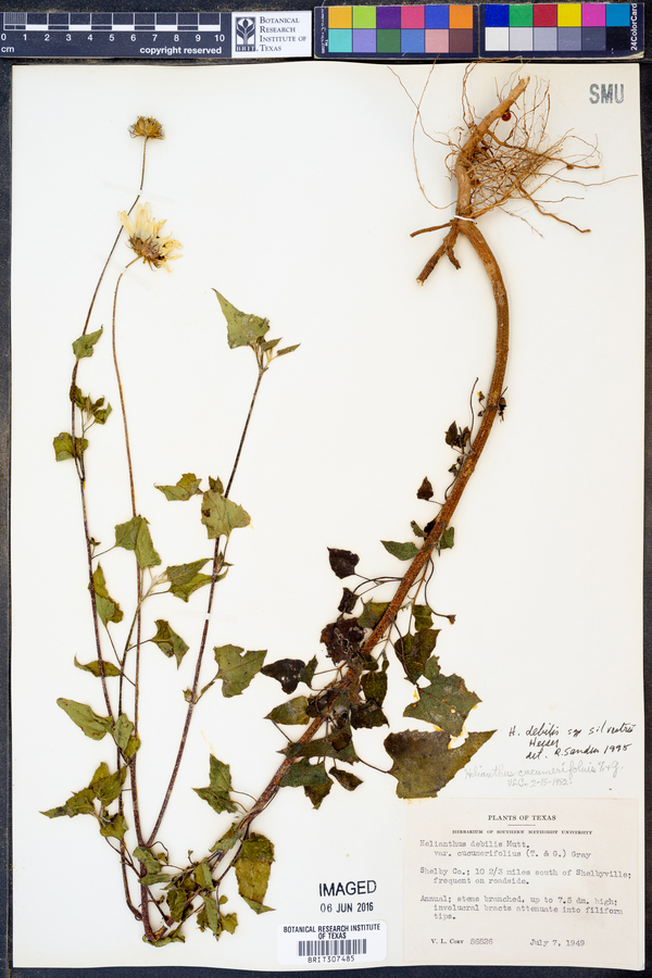 Helianthus debilis subsp. silvestris image