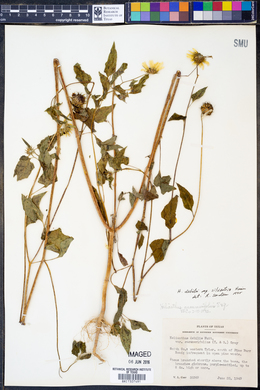Helianthus debilis subsp. silvestris image