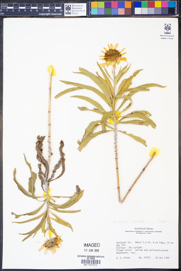 Helianthus hirsutus image