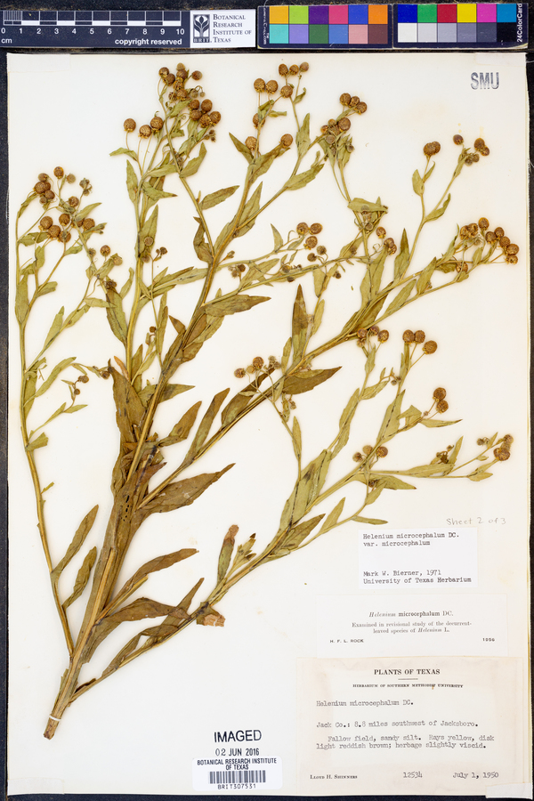 Helenium microcephalum var. microcephalum image