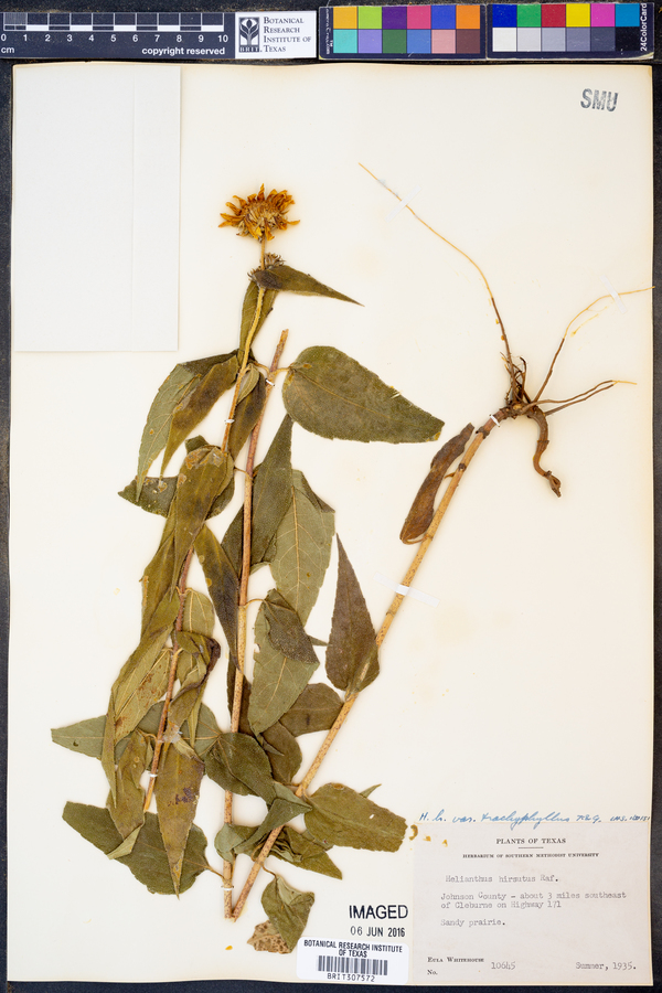 Helianthus hirsutus image