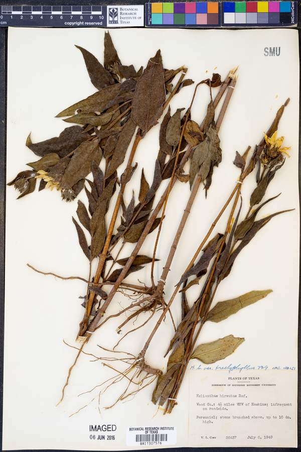 Helianthus hirsutus image