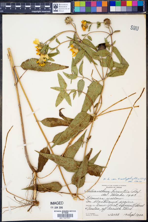 Helianthus hirsutus image