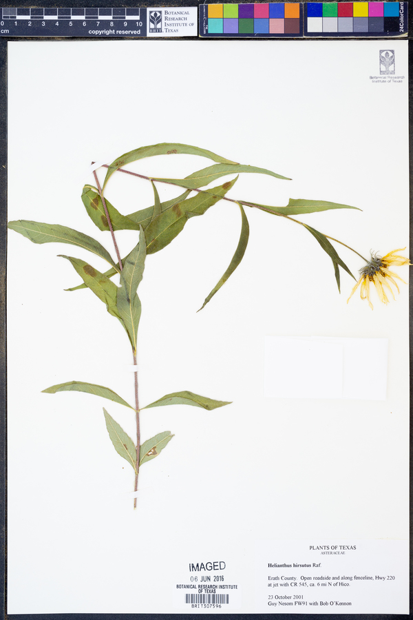 Helianthus hirsutus image