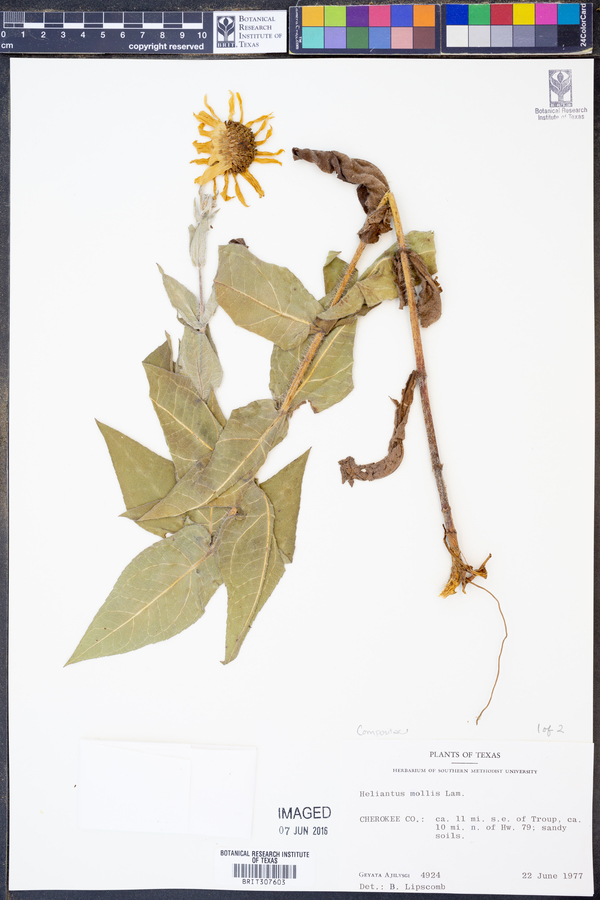 Helianthus mollis image