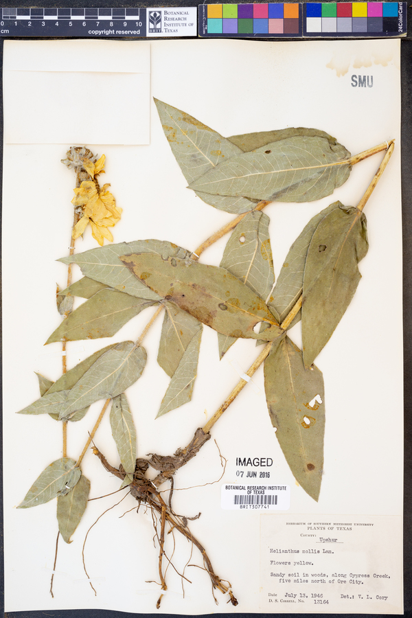 Helianthus mollis image