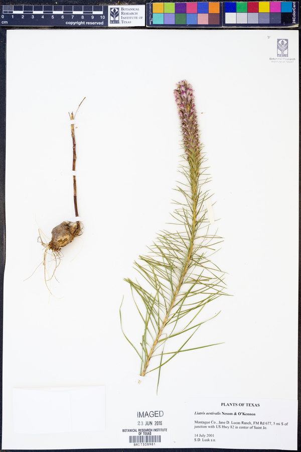 Liatris aestivalis image