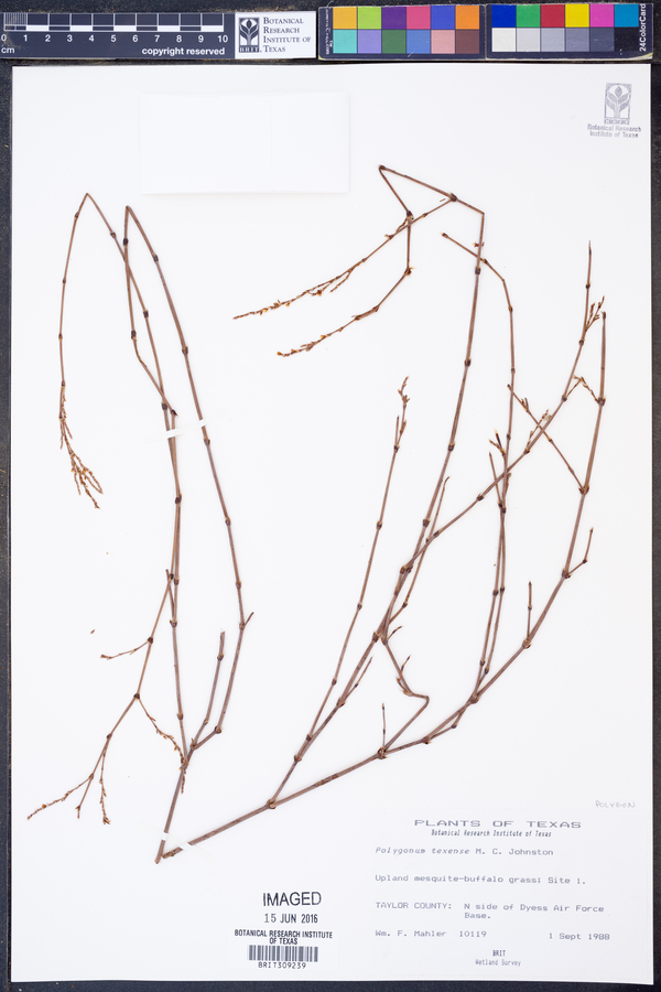 Polygonum texense image