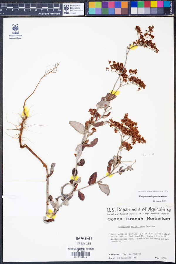 Eriogonum riograndis image