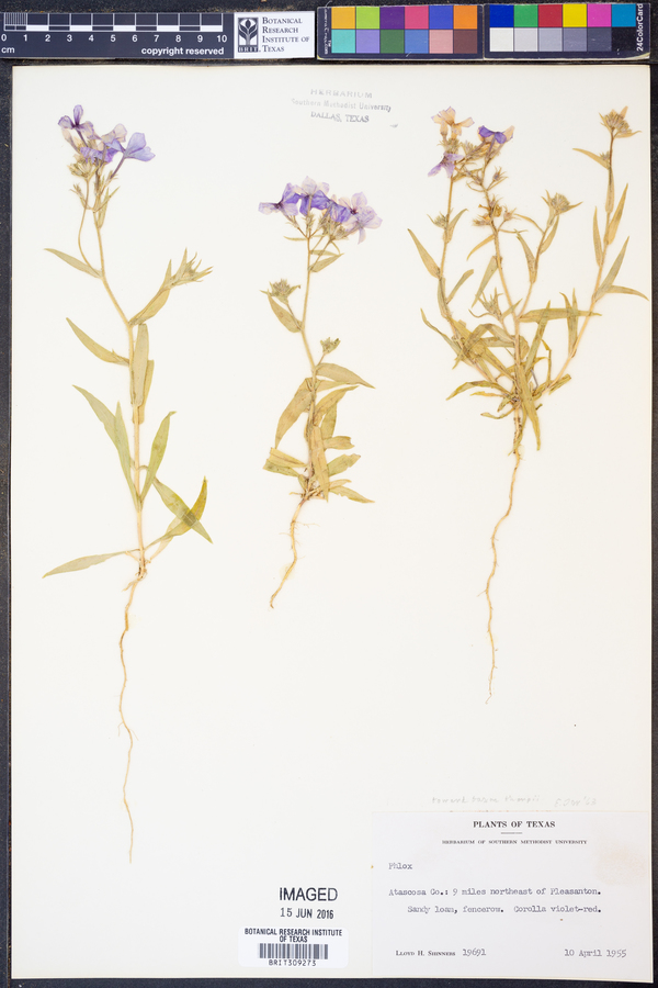 Phlox tharpii image