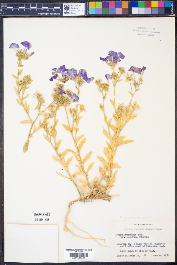Phlox drummondii var. peregrina image