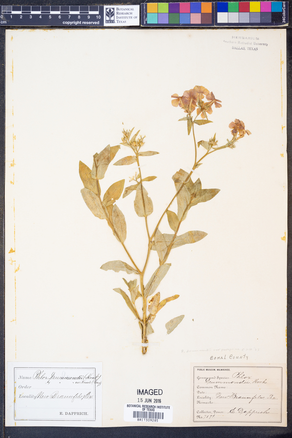 Phlox drummondii var. peregrina image