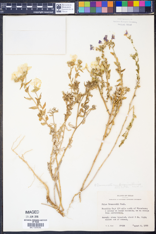 Phlox drummondii var. peregrina image