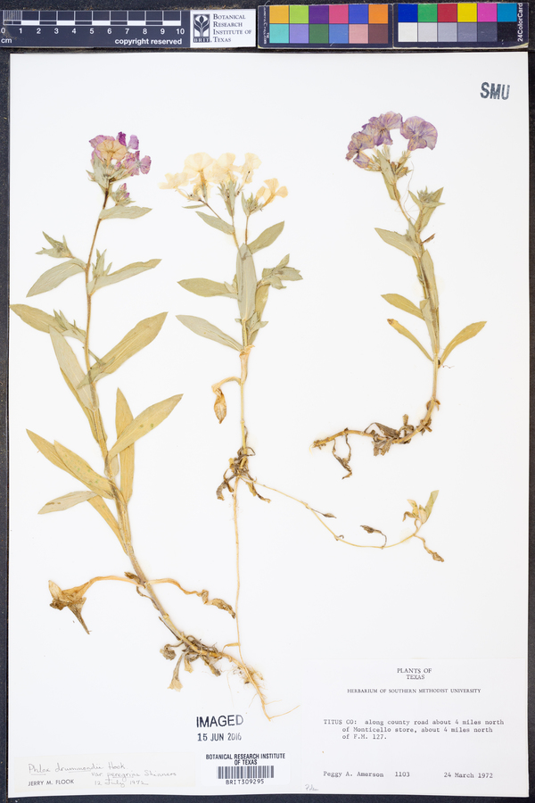 Phlox drummondii var. peregrina image