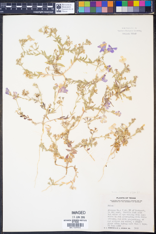 Phlox littoralis image