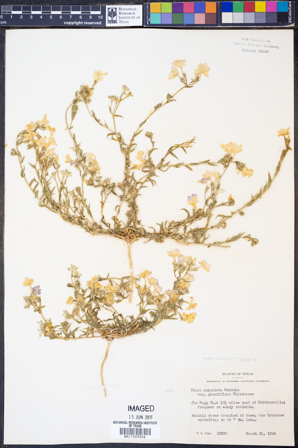 Phlox littoralis image